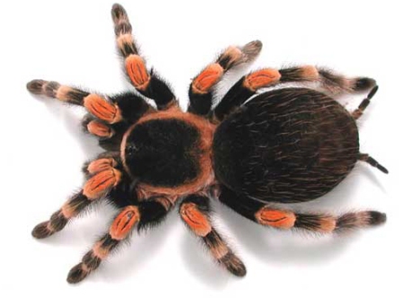exotic-animal-tarantula.jpg